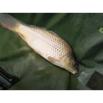 Wanna Delphin Eazy Safe